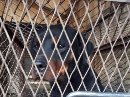 ФОТО – Ова е кучето што касаше деца, се бара сопственикот кој го оставил на улица